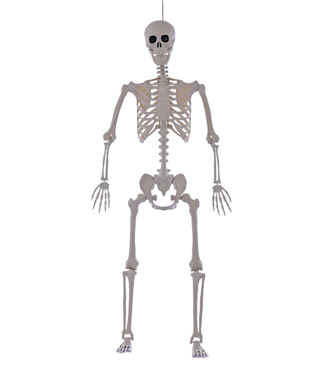 Life Size Posable Full Body Skeleton with Movable Joints K830513