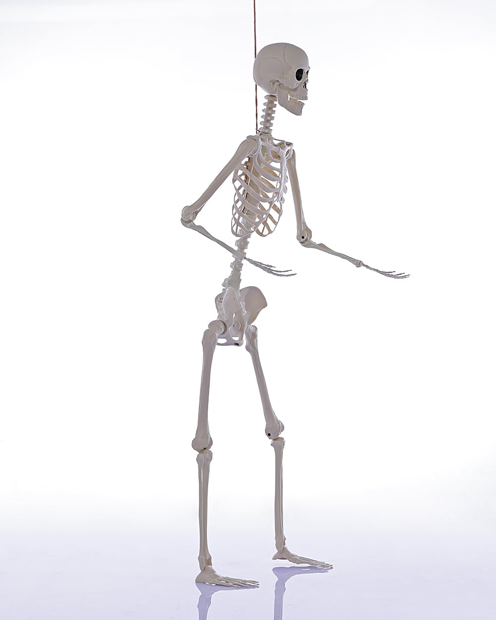Life Size Posable Full Body Skeleton with Movable Joints K830513