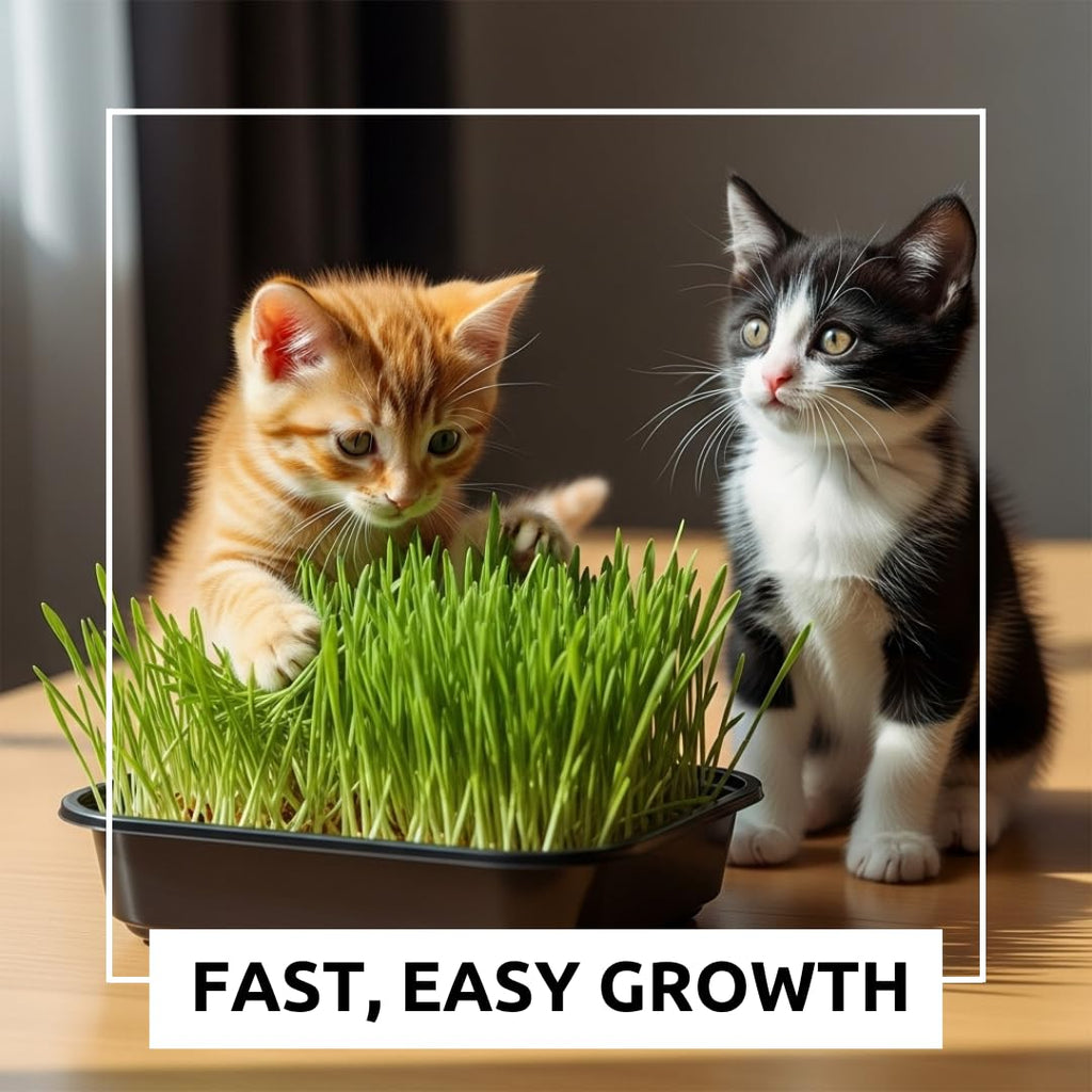 Cat Grass Growing Kit with Organic Seed and Jute Grow Mats P63410