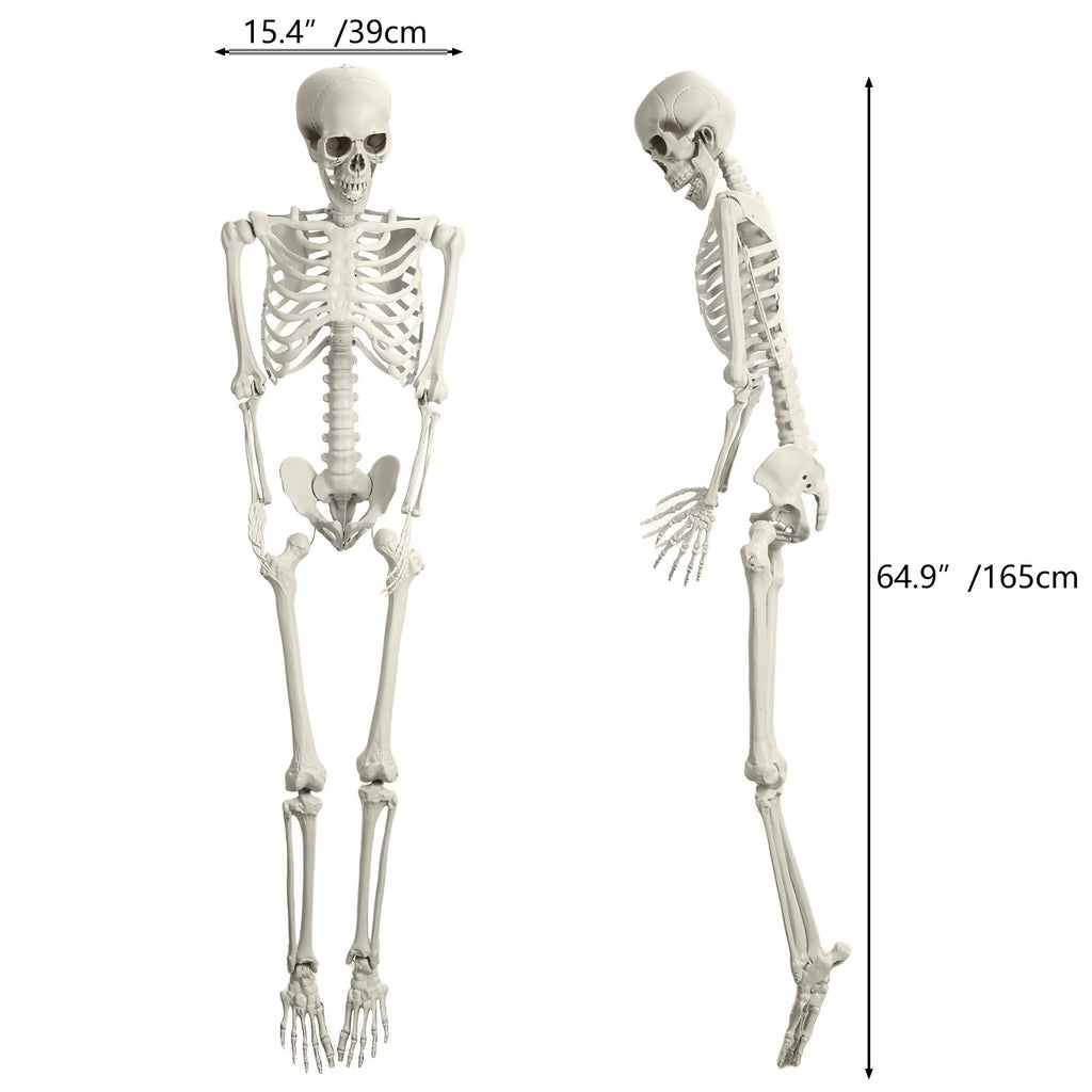 5.4FT 170cm Life Size Posable Skeleton with Movable Joints C600