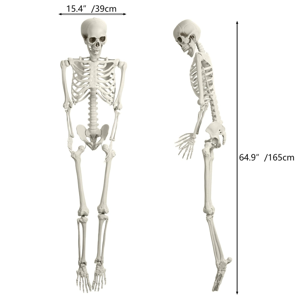 5.4FT 170cm Life Size Posable Skeleton with Movable Joints C600