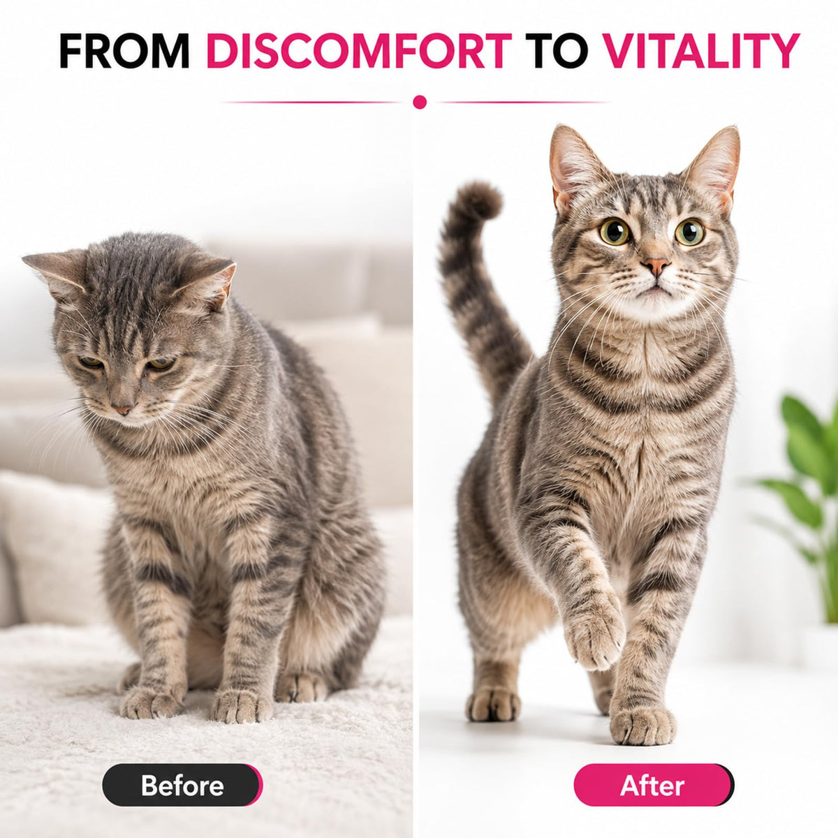 Liquid Dewormer for Cats 100 mg/mL Oral Suspension W506